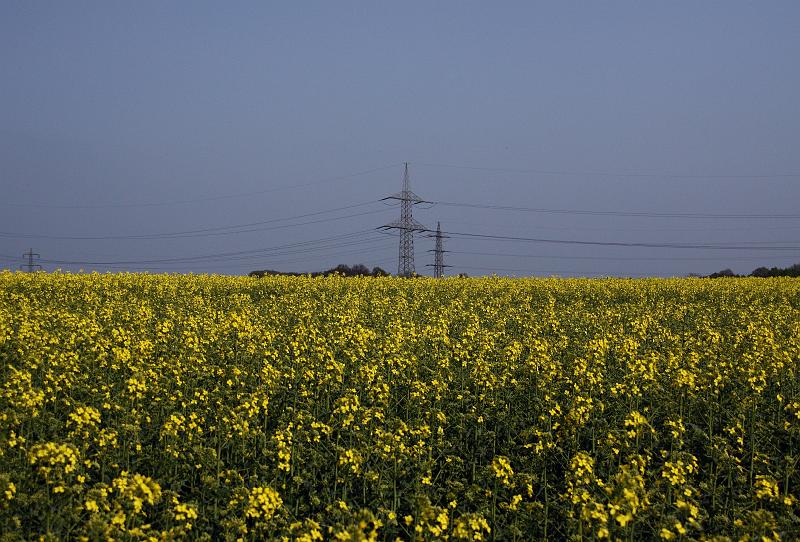 Rapsfeld am Nebelweg in Wasserkurl.JPG - Rapsfeld am Nebelweg in Wasserkurl